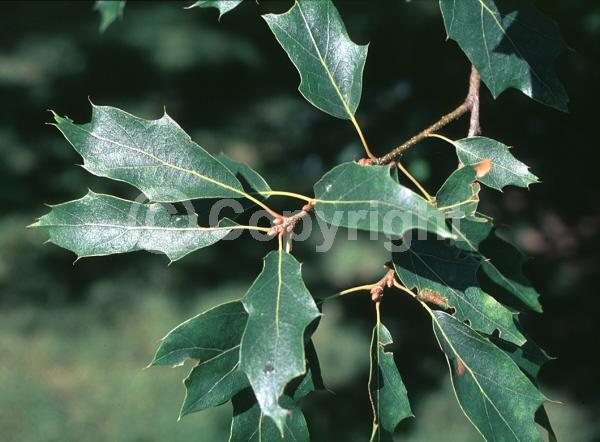 Brown blooms; Deciduous; Broadleaf; North American Native