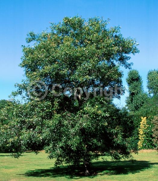Brown blooms; Deciduous; Broadleaf; North American Native