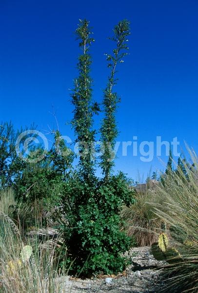 Brown blooms; Deciduous; Broadleaf; North American Native