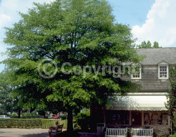 Brown blooms; Semi-evergreen; North American Native