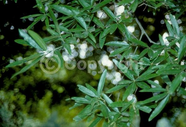 Brown blooms; Semi-evergreen; North American Native
