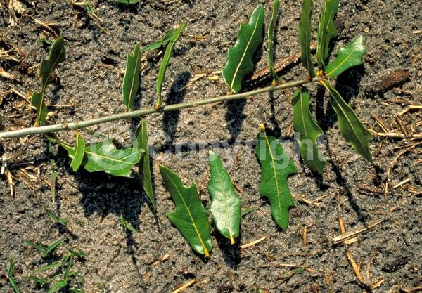 Brown blooms; Semi-evergreen; North American Native