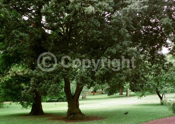 Brown blooms; Evergreen