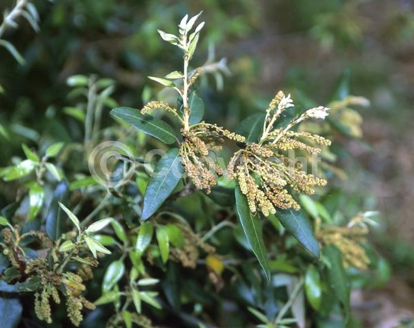 Brown blooms; Evergreen