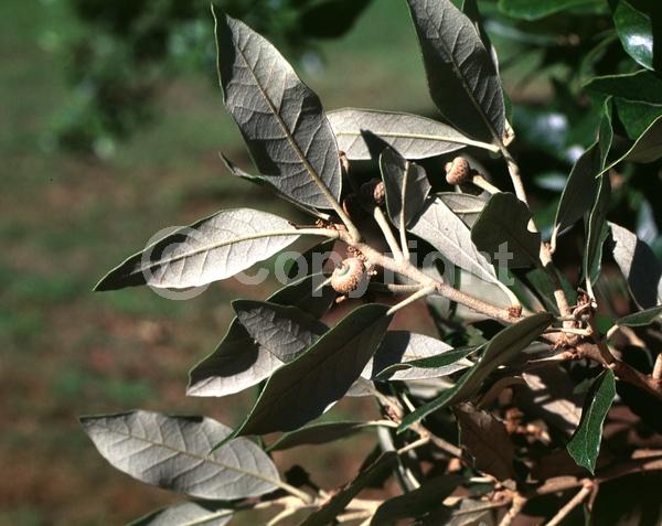 Brown blooms; Evergreen