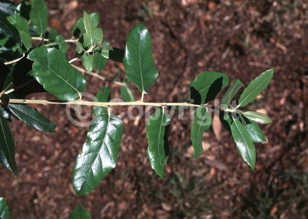Brown blooms; Evergreen