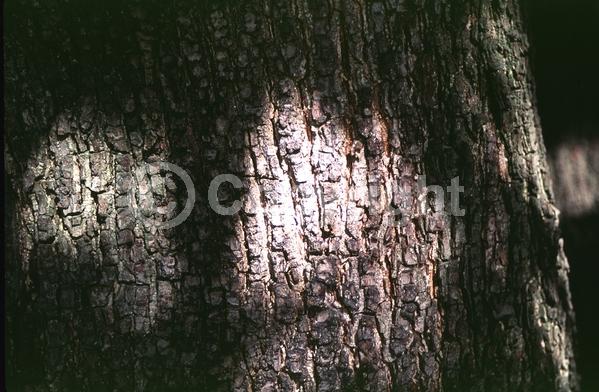 Brown blooms; Evergreen