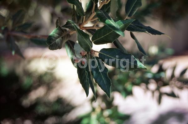 Brown blooms; Evergreen