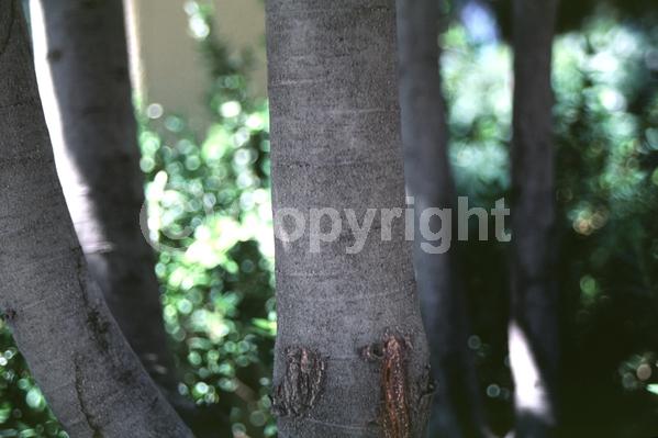 Brown blooms; Evergreen