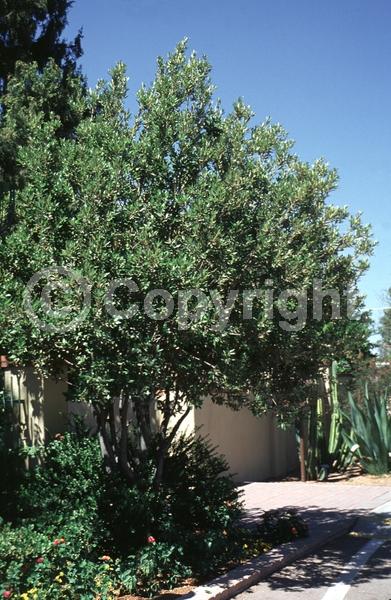 Brown blooms; Evergreen