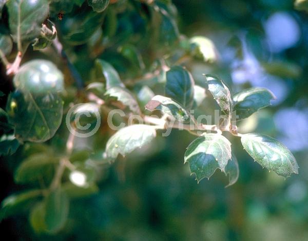 Brown blooms; Evergreen