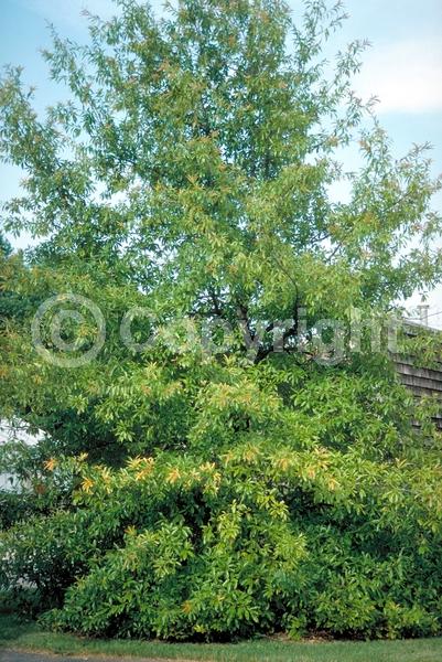 Brown blooms; Deciduous; Broadleaf; North American Native