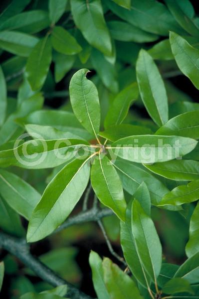 Brown blooms; Deciduous; Broadleaf; North American Native