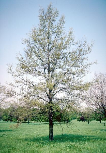 Brown blooms; Deciduous; Broadleaf; North American Native