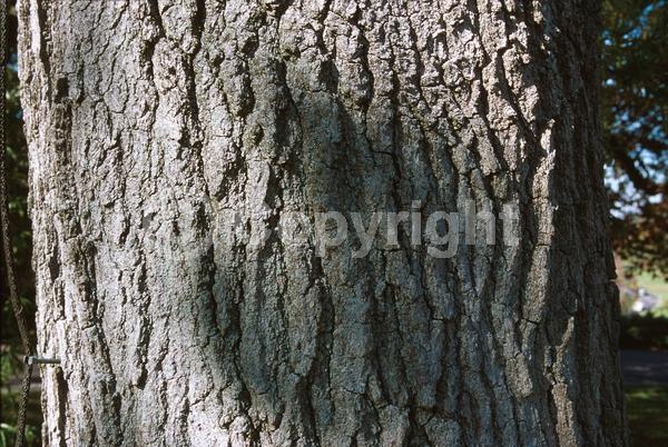 Brown blooms; Deciduous; Broadleaf; North American Native