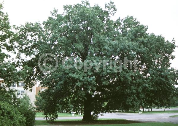 Brown blooms; Deciduous; Broadleaf; North American Native