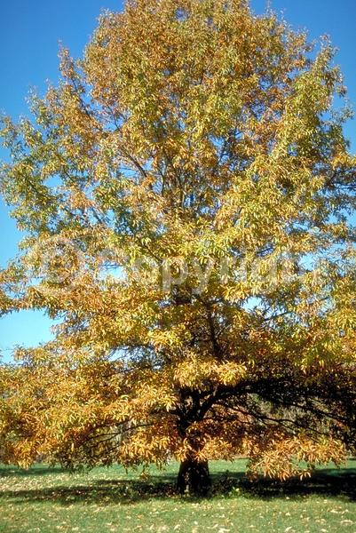 Brown blooms; Deciduous; Broadleaf; North American Native