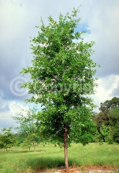 Brown blooms; Deciduous; Broadleaf; North American Native