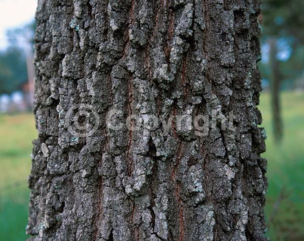 Brown blooms; Deciduous; Broadleaf; North American Native