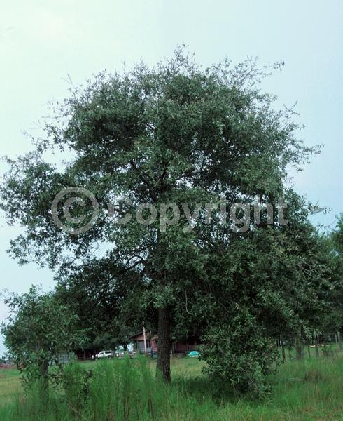Brown blooms; Deciduous; Broadleaf; North American Native