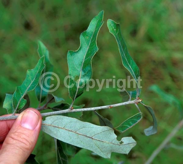 Brown blooms; Deciduous; Broadleaf; North American Native