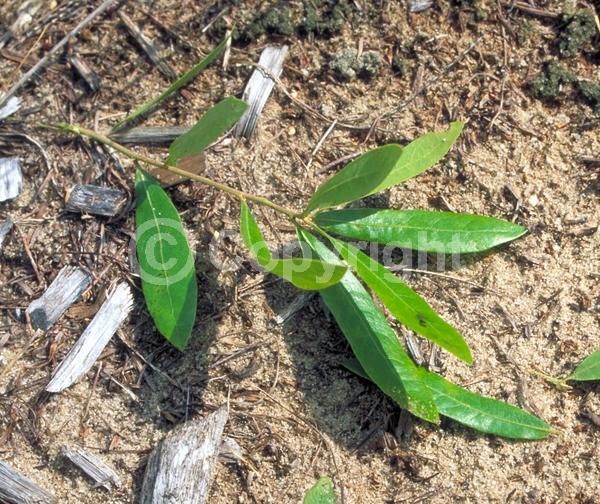 Brown blooms; Deciduous; Broadleaf; North American Native