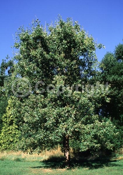 Yellow blooms; Semi-evergreen