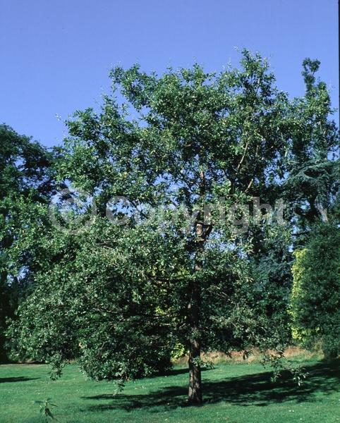 Yellow blooms; Semi-evergreen