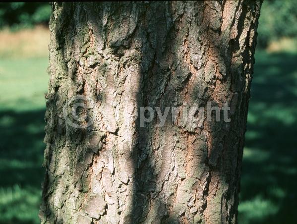 Yellow blooms; Semi-evergreen