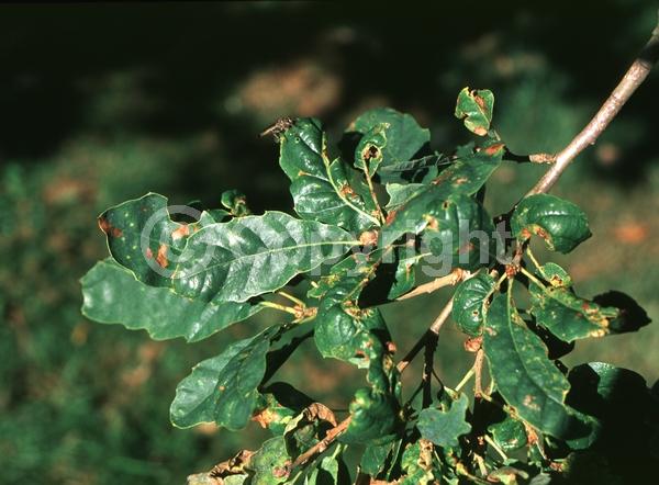 Yellow blooms; Semi-evergreen