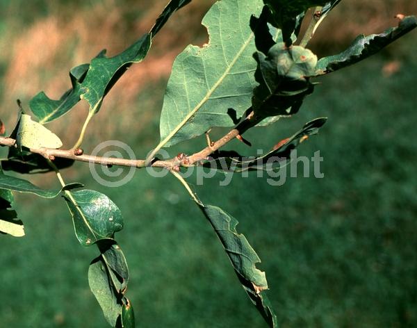 Yellow blooms; Semi-evergreen