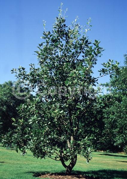 Yellow blooms; Semi-evergreen; Deciduous