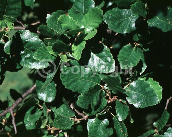 Yellow blooms; Semi-evergreen; Deciduous