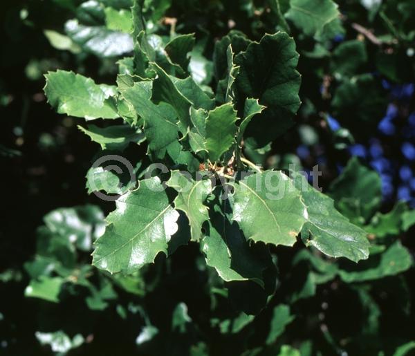 Yellow blooms; Semi-evergreen; Deciduous