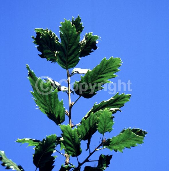 Yellow blooms; Semi-evergreen; Deciduous
