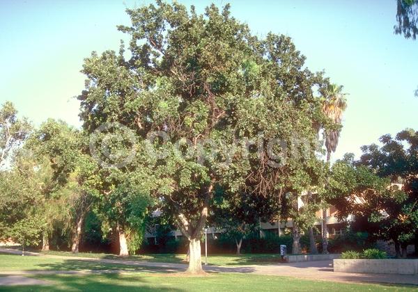 Brown blooms; Deciduous; Broadleaf; North American Native