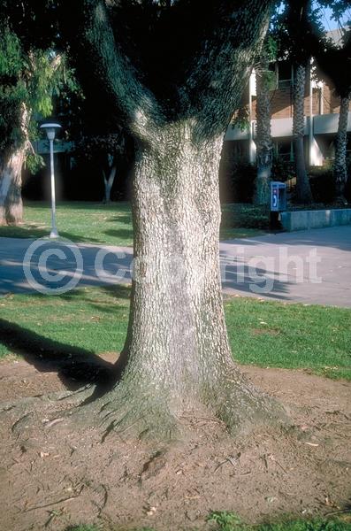 Brown blooms; Deciduous; Broadleaf; North American Native