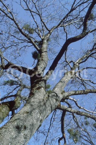 Brown blooms; Deciduous; Broadleaf; North American Native