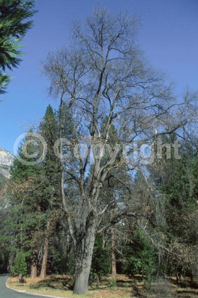 Brown blooms; Deciduous; Broadleaf; North American Native