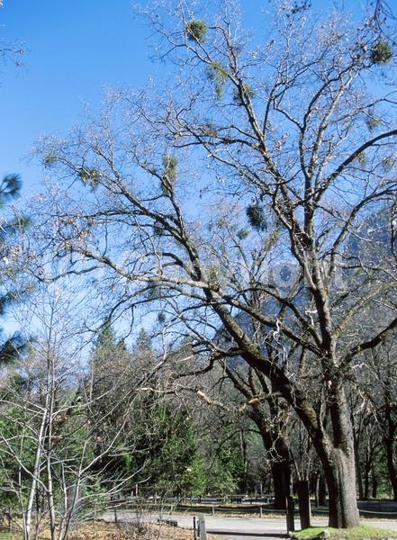 Brown blooms; Deciduous; Broadleaf; North American Native