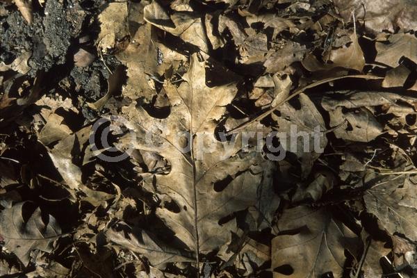 Brown blooms; Deciduous; Broadleaf; North American Native
