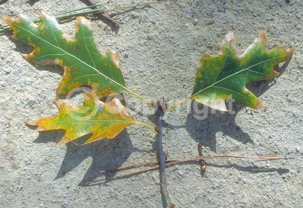 Brown blooms; Deciduous; Broadleaf; North American Native