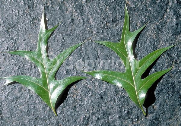Brown blooms; Deciduous; Broadleaf; North American Native