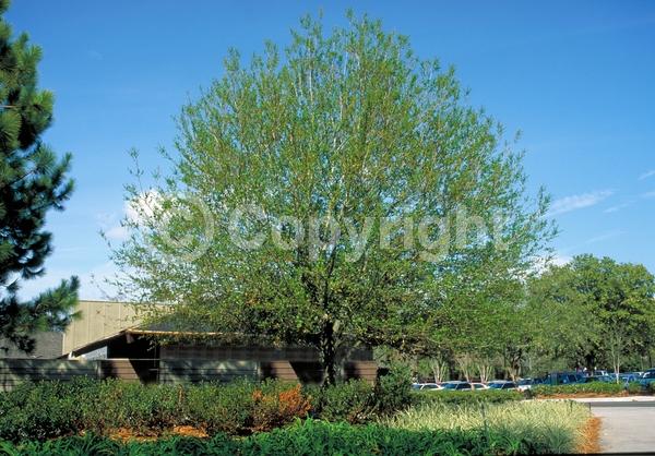 Brown blooms; Deciduous; North American Native