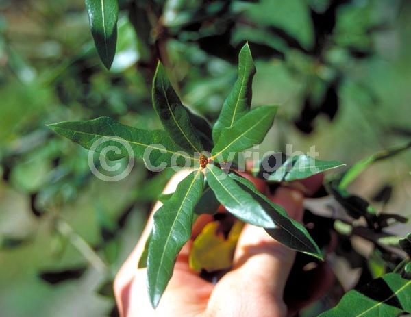 Brown blooms; Deciduous; North American Native