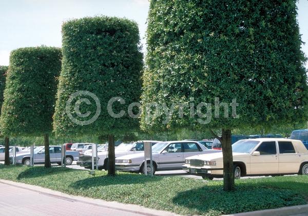 Brown blooms; Deciduous; North American Native