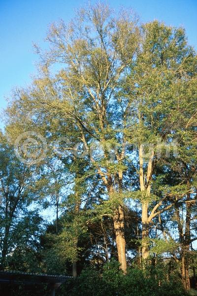 Brown blooms; Deciduous; North American Native