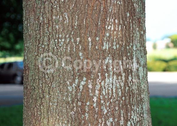 Brown blooms; Deciduous; North American Native