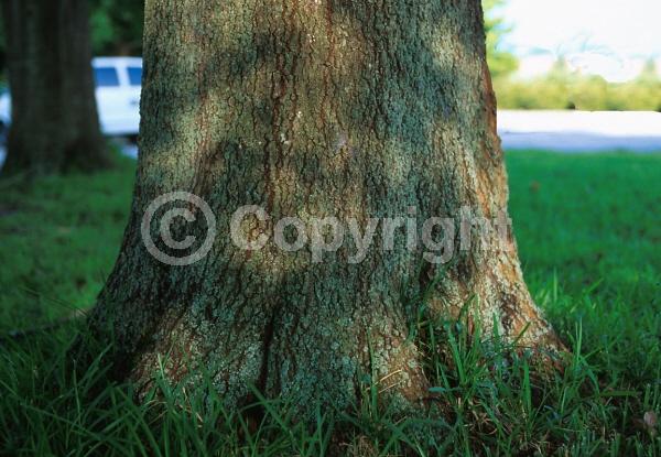 Brown blooms; Deciduous; North American Native