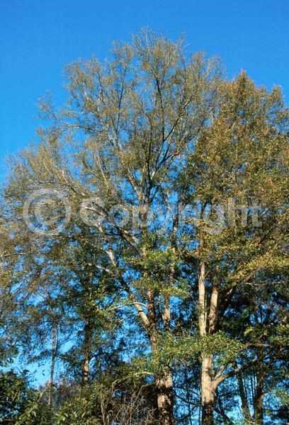 Brown blooms; Deciduous; North American Native